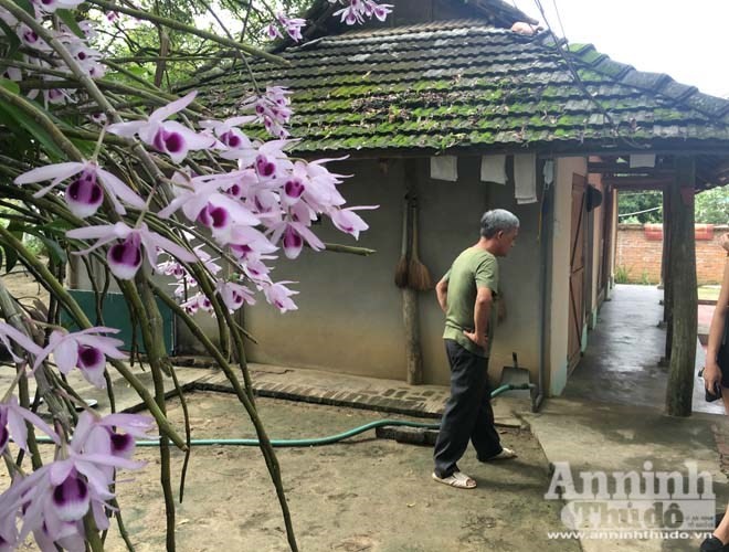 Doc dao vuon lan huyen thoai co mot khong hai o Tuyen Quang-Hinh-10